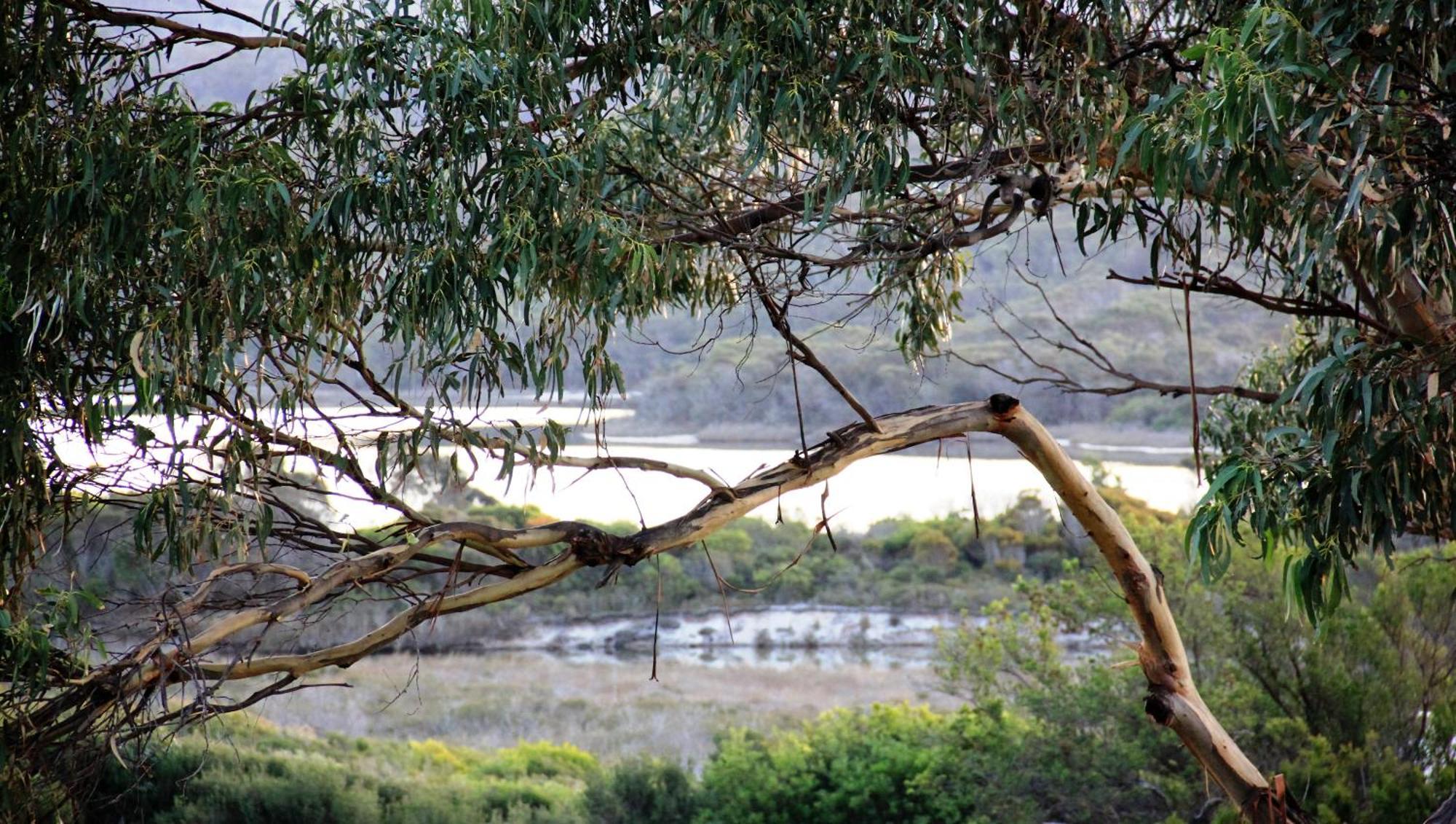 Kingfisher Cottage Beachfront At The Binalong Bay Eksteriør billede